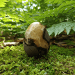 Natural Septarian 