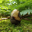 Septarian Egg 1 Forest