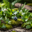 Snowflake Obsidian Greenery