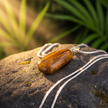 Tiger's eye pendant with silver snake chain on rock in sunlight - version 2